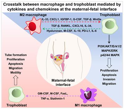 Crosstalk Between Trophoblast and Macrophage at the Maternal-Fetal Interface: Current Status and Future Perspectives